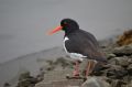 Haematopus ostralegus